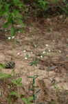 Flowering spurge